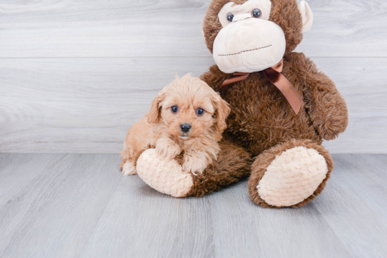 Friendly Cavapoo Baby