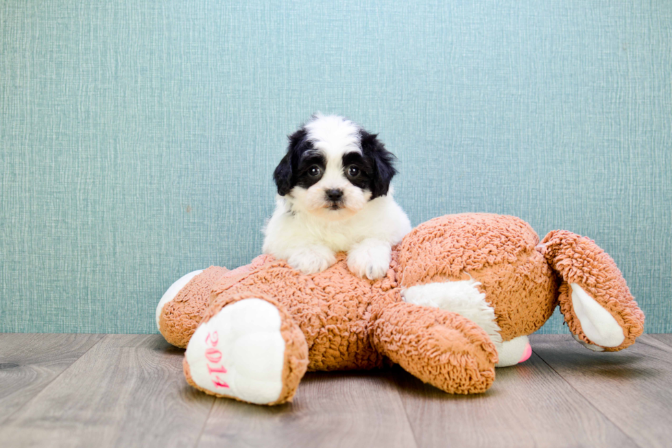 Hypoallergenic Shichon Designer Puppy