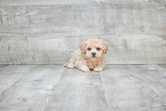 Popular Maltipoo Poodle Mix Pup