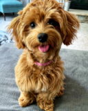 Little Maltepoo Poodle Mix Pup