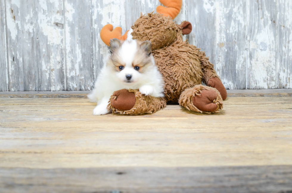 Petite Pomeranian Purebred Puppy