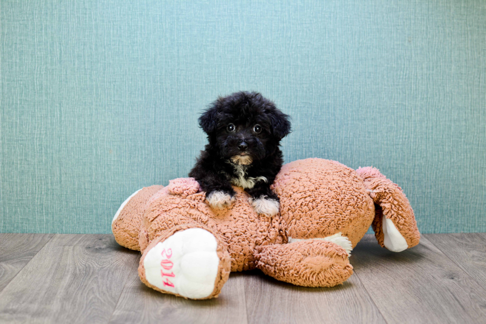 Fluffy Yorkie Poo Poodle Mix Pup