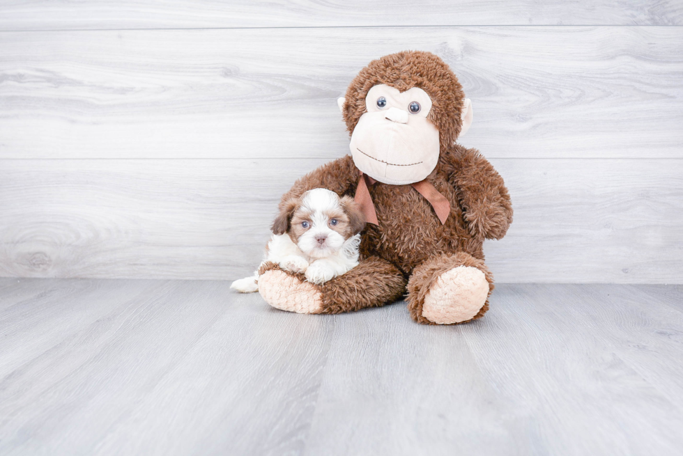 Best Teddy Bear Baby