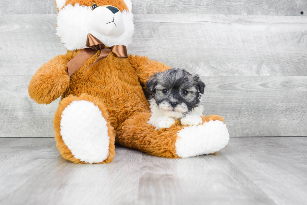 Havanese Puppy for Adoption