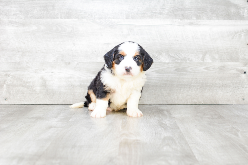 Mini Bernedoodle Pup Being Cute