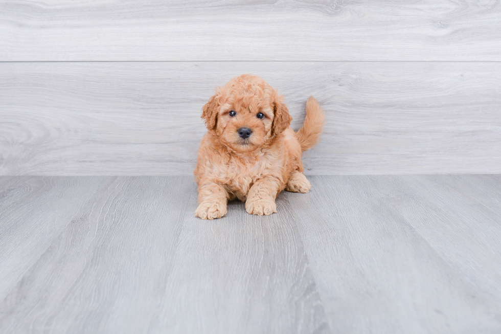 Mini Goldendoodle Pup Being Cute