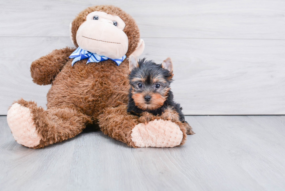 Meet Victoria - our Yorkshire Terrier Puppy Photo 