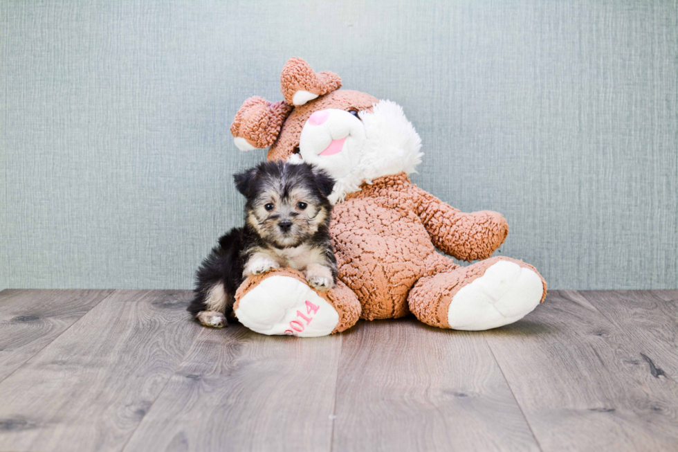 Smart Morkie Designer Pup