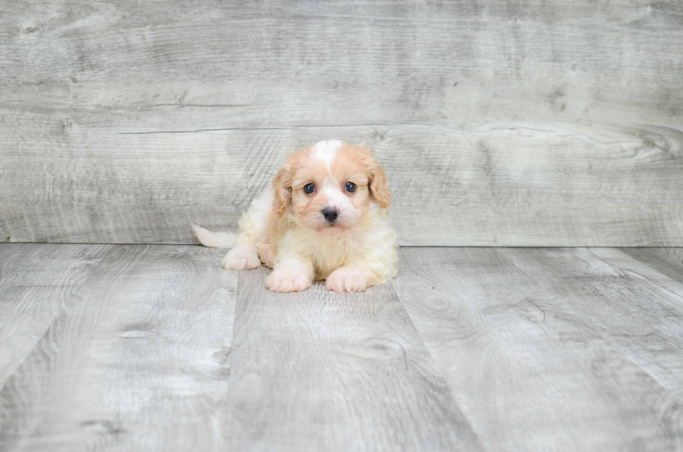 Petite Cavachon Designer Pup