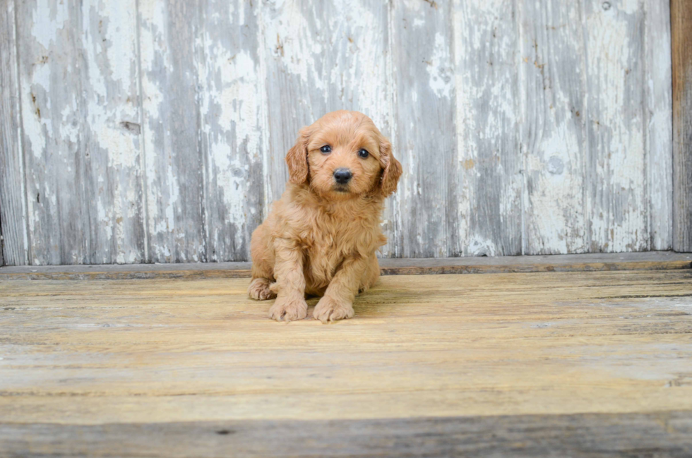 Mini Goldendoodle Pup Being Cute