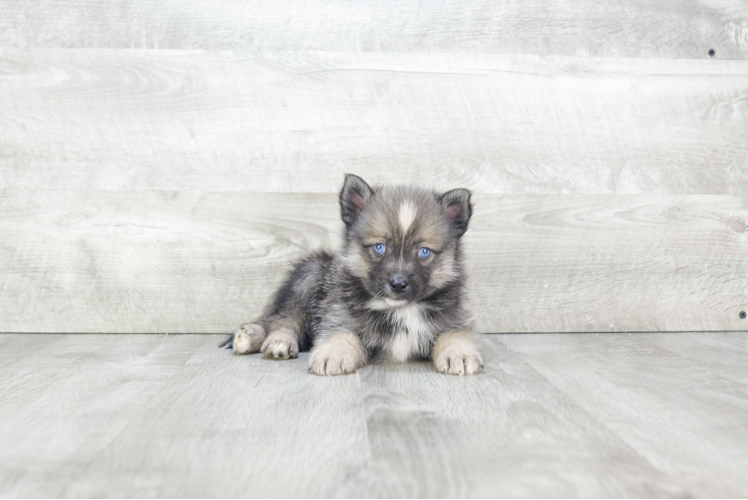 Hypoallergenic Mini Husky Designer Puppy