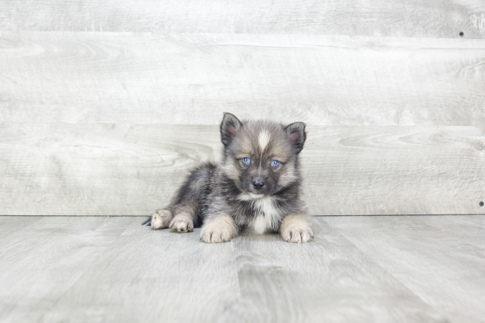 Hypoallergenic Mini Husky Designer Puppy