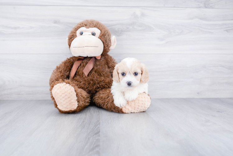 Cavachon Puppy for Adoption