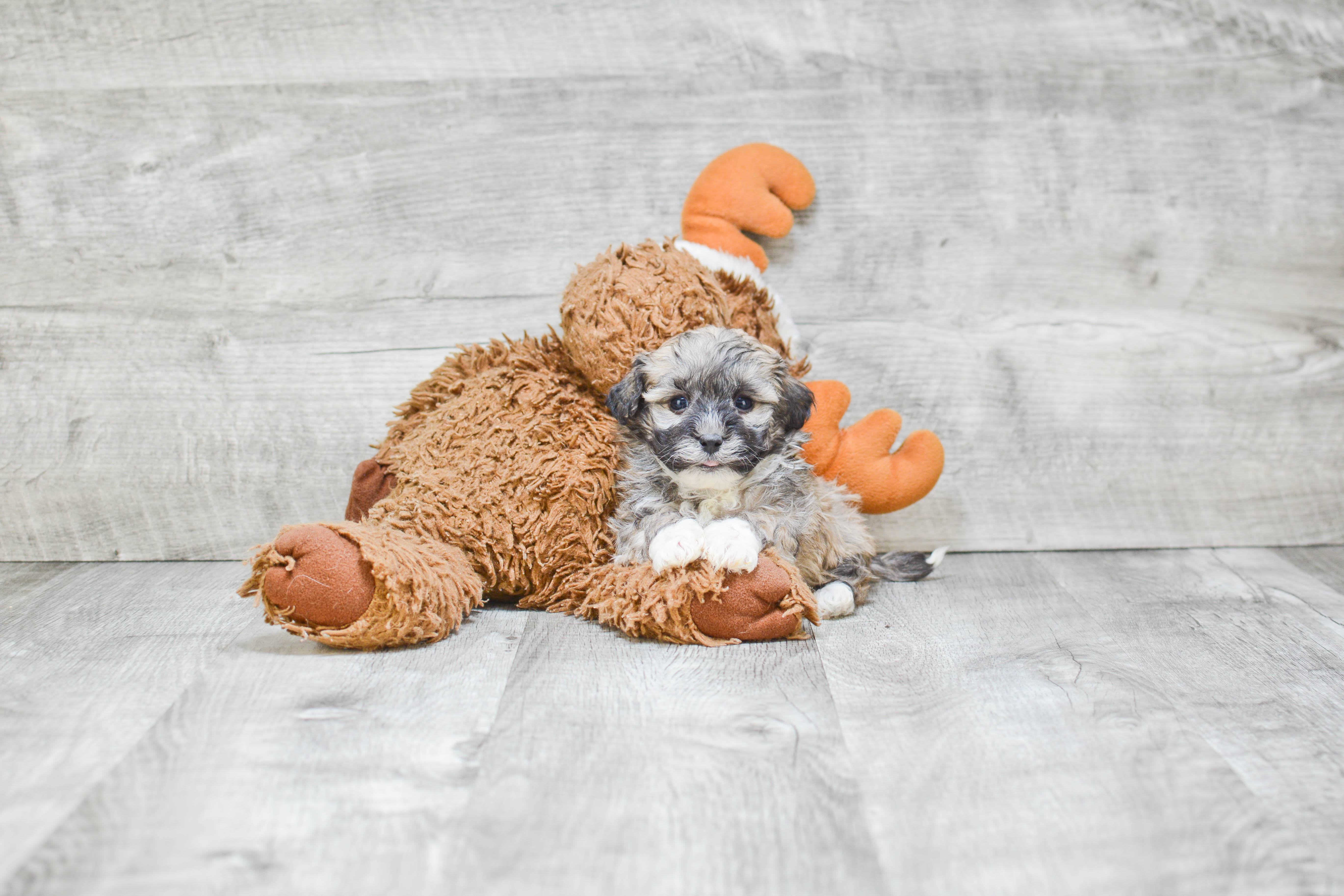 Havanese Pup Being Cute