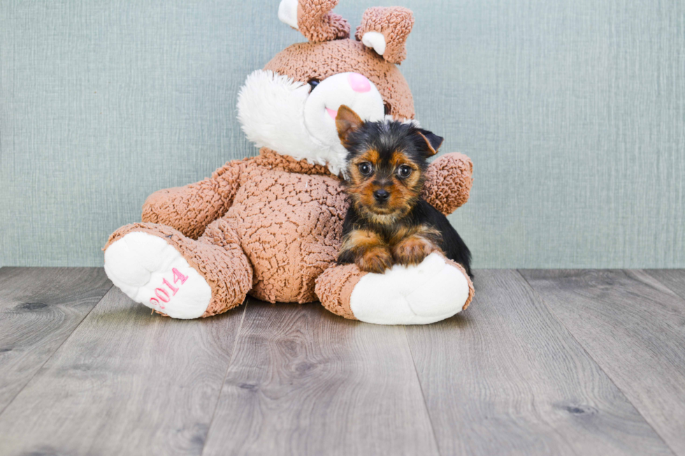 Meet Joey - our Yorkshire Terrier Puppy Photo 