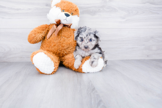 Best Mini Aussiedoodle Baby