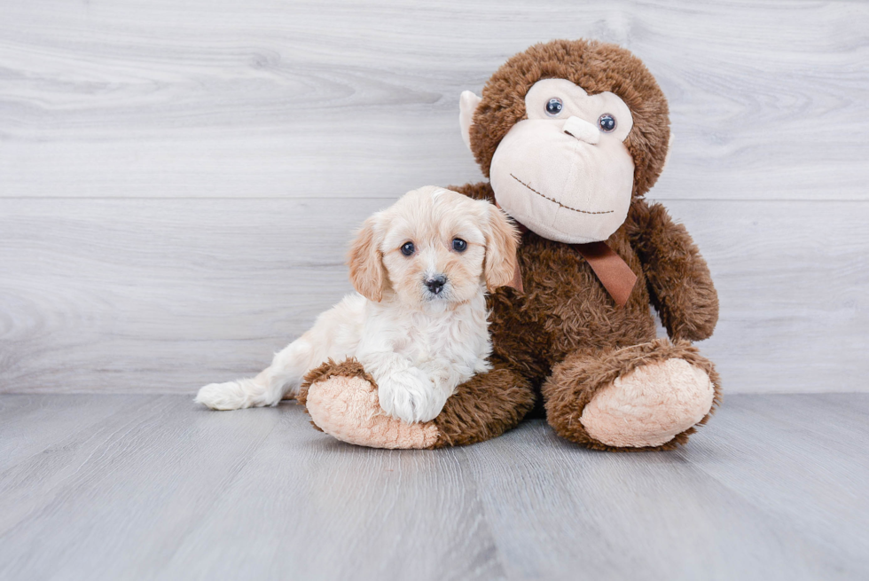 Playful Cavoodle Poodle Mix Puppy