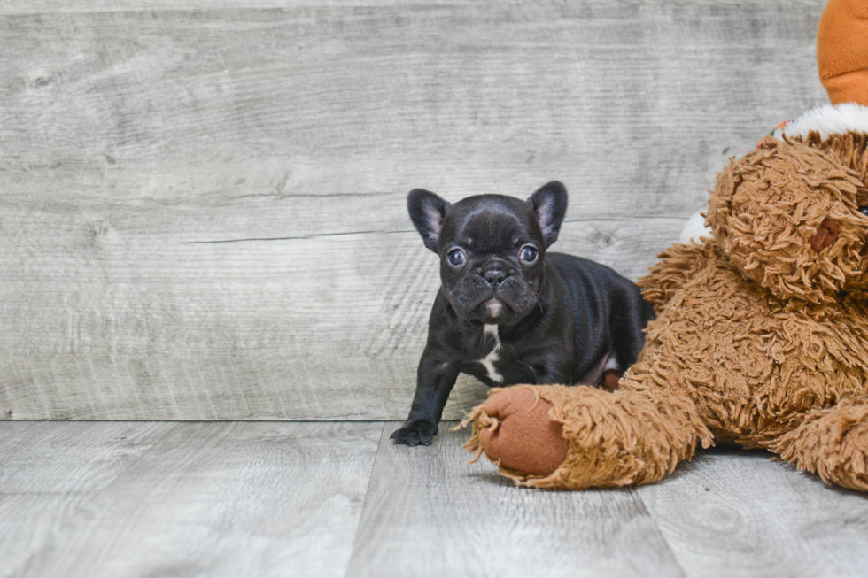 Playful French Bulldog Baby