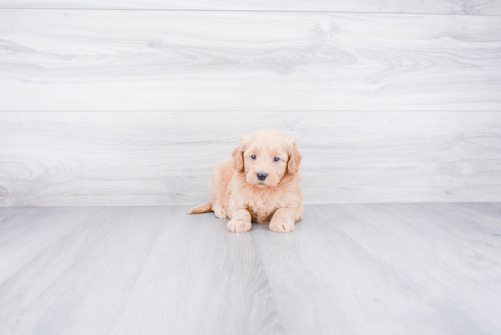 Fluffy Mini Goldendoodle Poodle Mix Pup