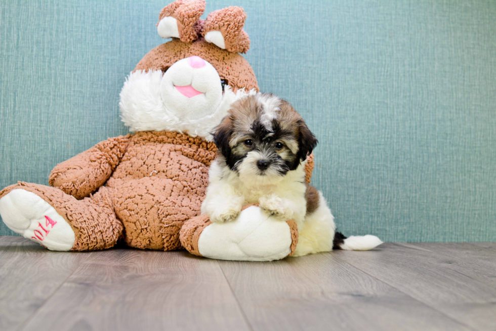 Adorable Havanese Purebred Puppy