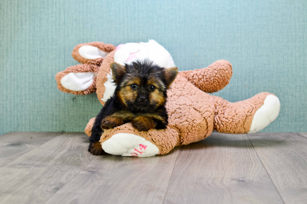 Meet Andrea - our Yorkshire Terrier Puppy Photo 