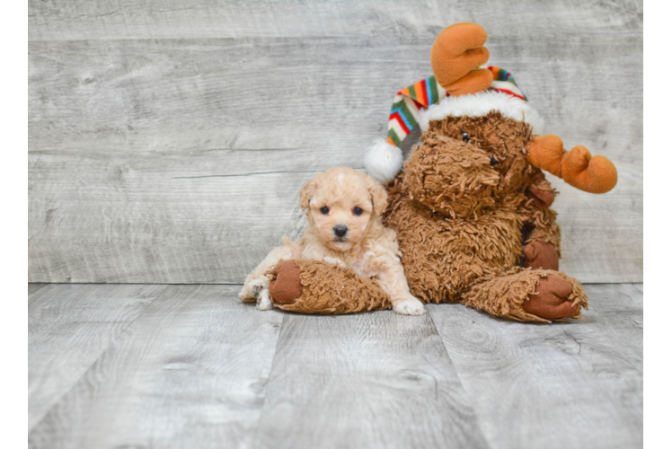 Funny Maltipoo Poodle Mix Pup