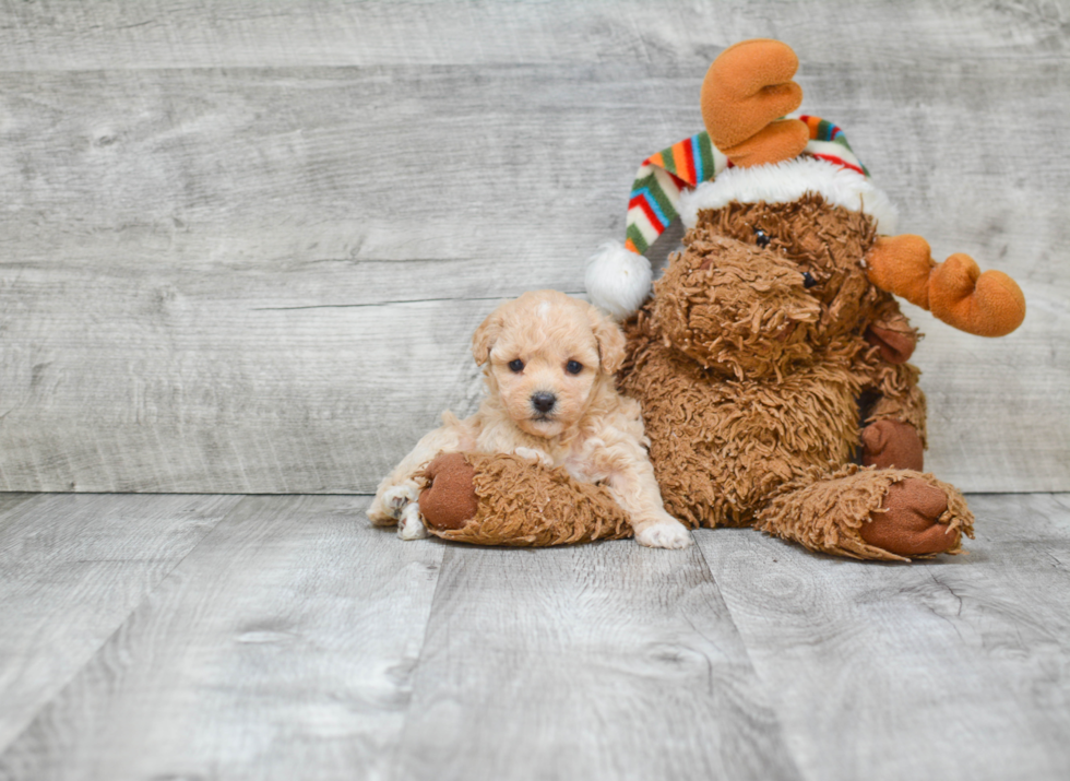 Funny Maltipoo Poodle Mix Pup