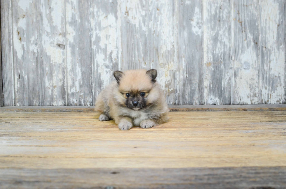 Playful Pomeranian Baby