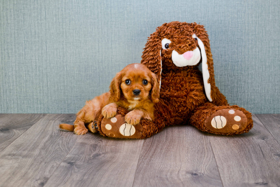 Cavalier King Charles Spaniel Pup Being Cute