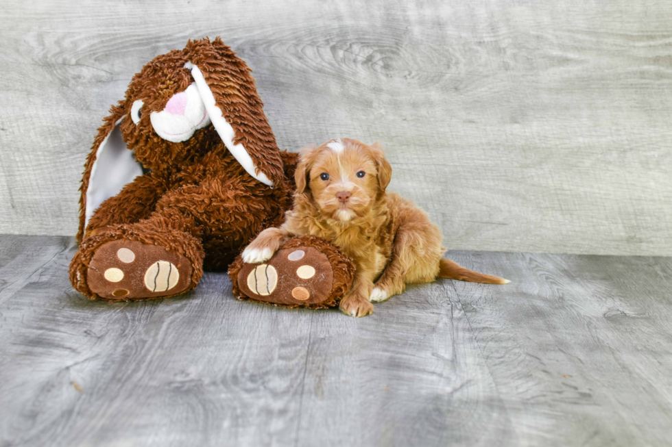 Popular Mini Goldendoodle Poodle Mix Pup