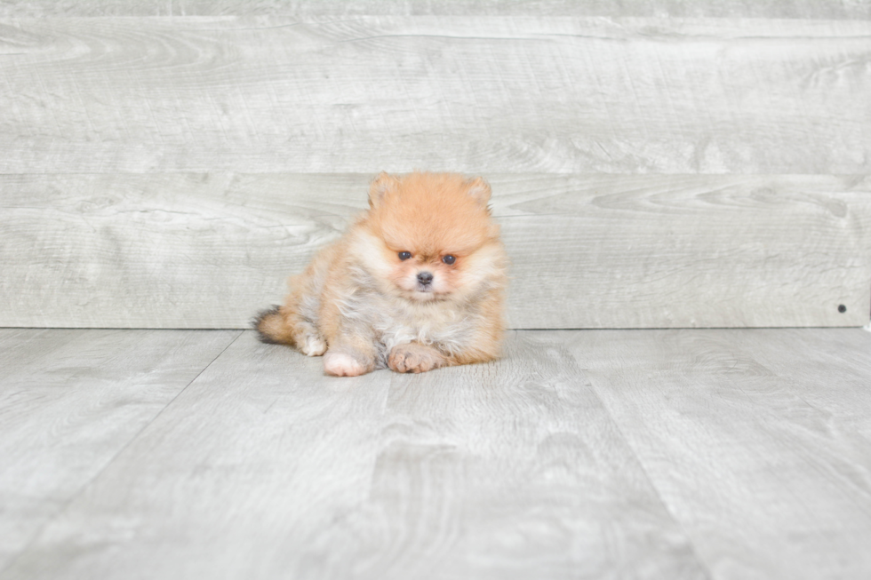 Adorable Pomeranian Purebred Puppy