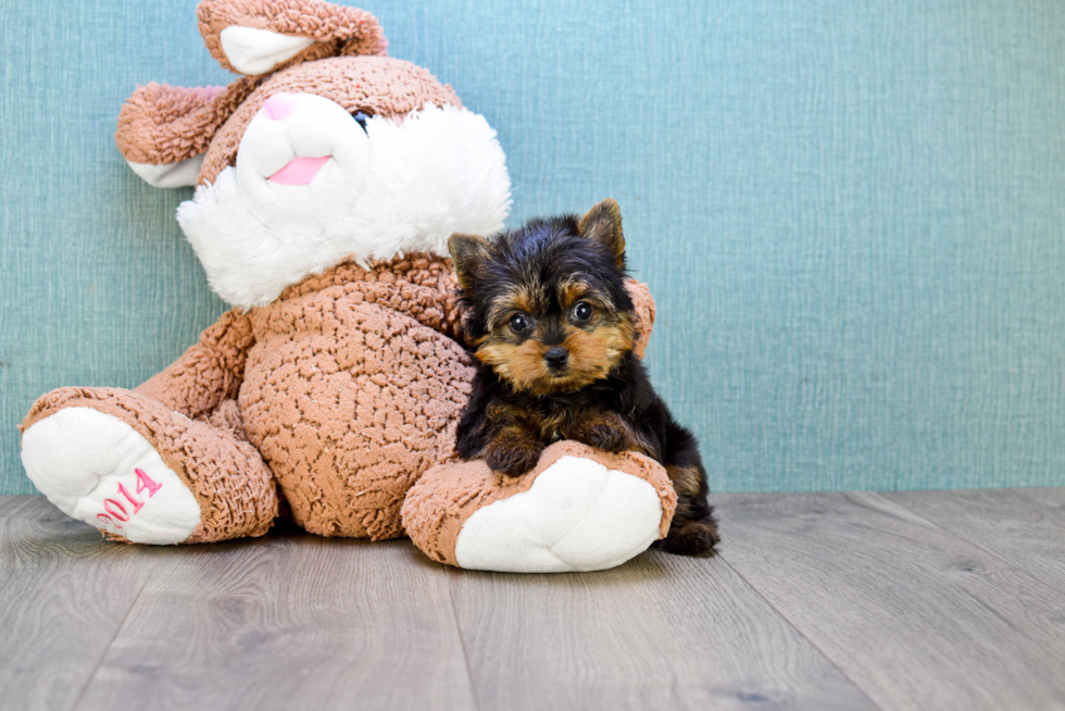 Meet Heidi - our Yorkshire Terrier Puppy Photo 