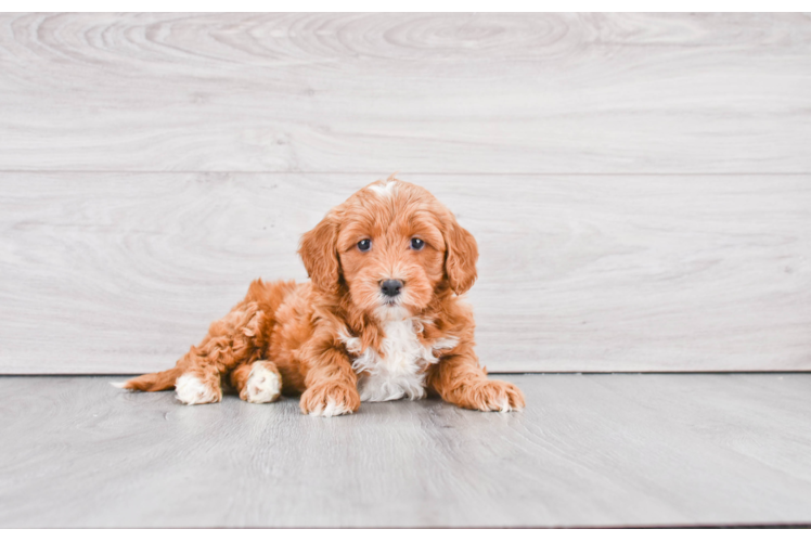 Petite Mini Goldendoodle Poodle Mix Pup