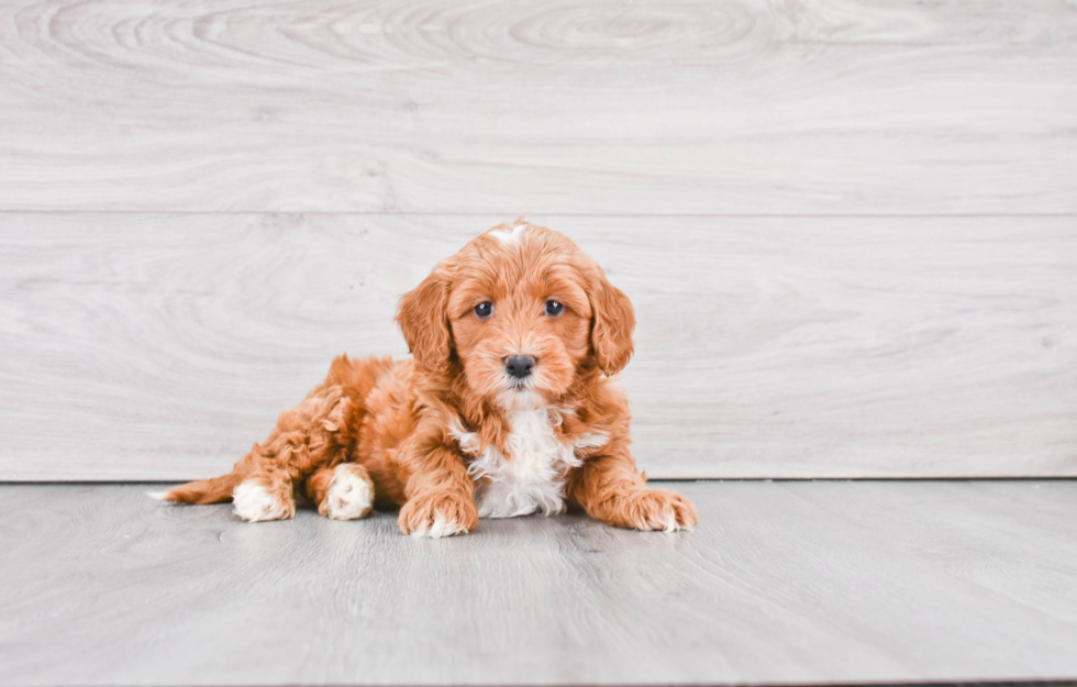 Petite Mini Goldendoodle Poodle Mix Pup