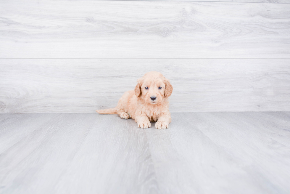 Mini Goldendoodle Pup Being Cute