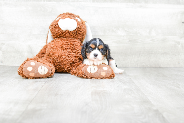 Cavalier King Charles Spaniel Puppy for Adoption