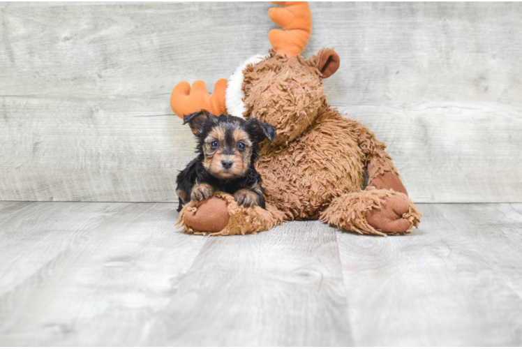 Happy Yorkie Poo Baby