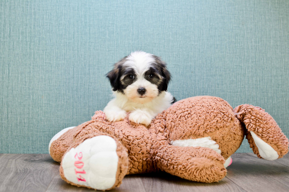 Havanese Puppy for Adoption