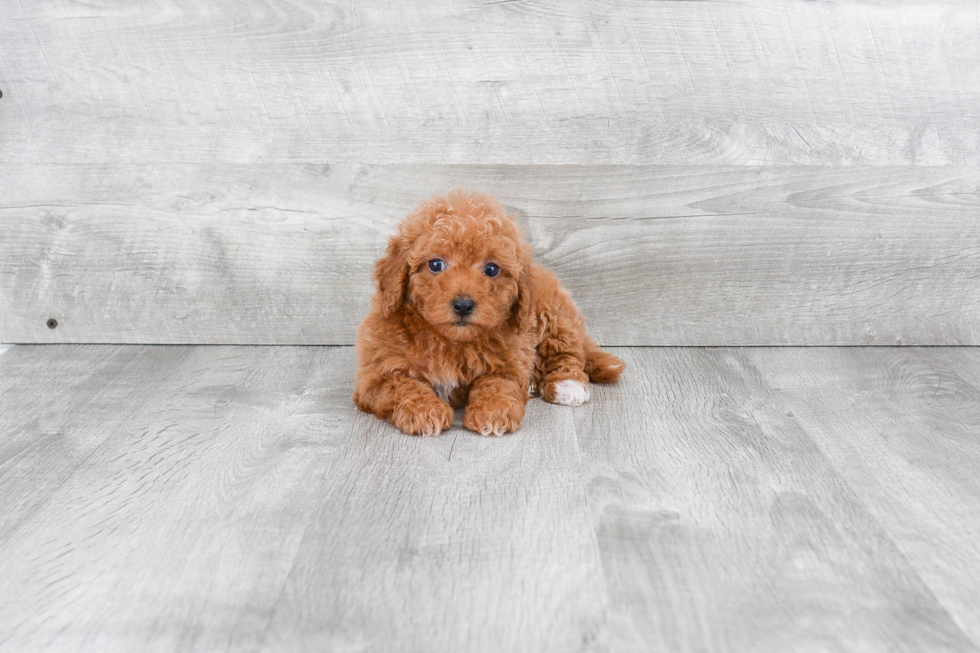 Maltipoo Pup Being Cute