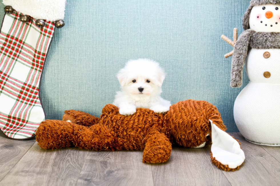 Cute Maltese Purebred Puppy