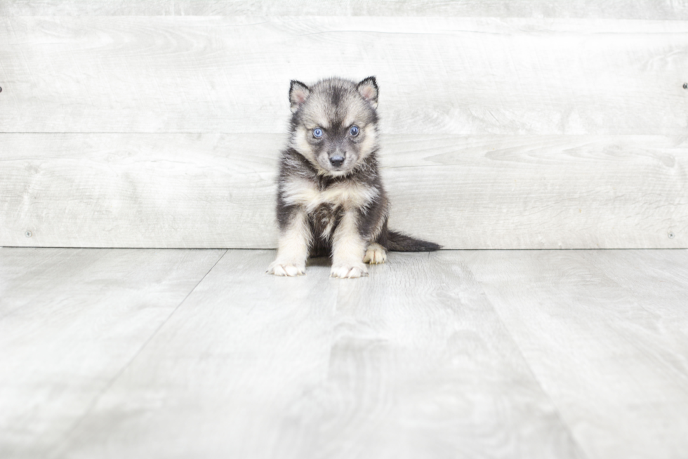 Pomsky Pup Being Cute