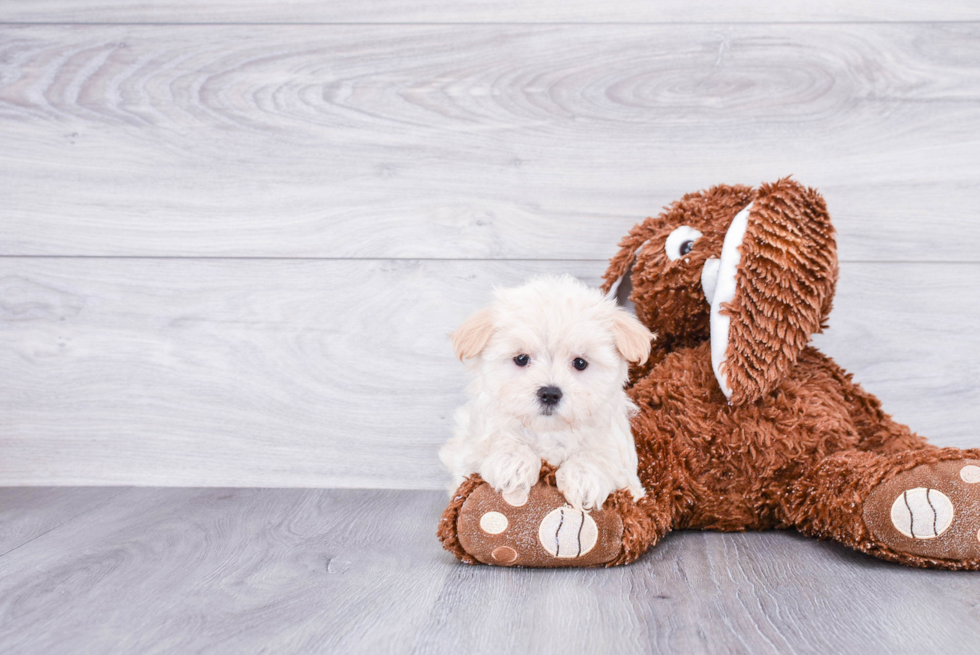 Little Maltese Poodle Poodle Mix Puppy