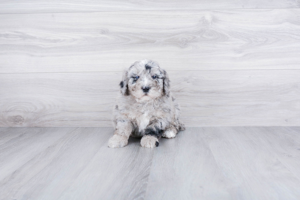 Playful Bernadoodle Poodle Mix Puppy