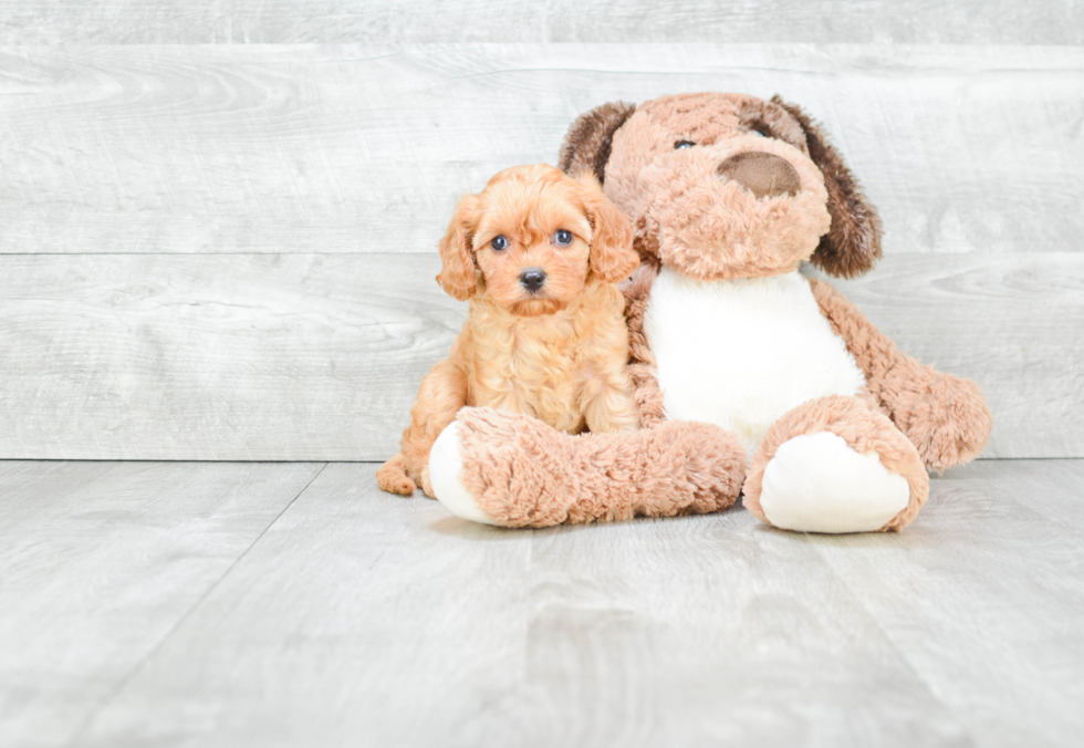 Cavapoo Puppy for Adoption