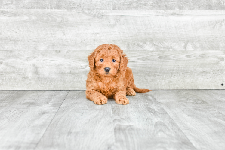 Mini Goldendoodle Puppy for Adoption