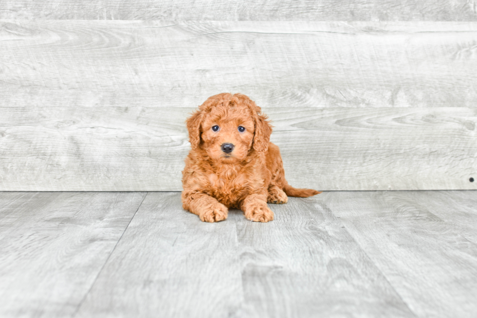 Mini Goldendoodle Puppy for Adoption