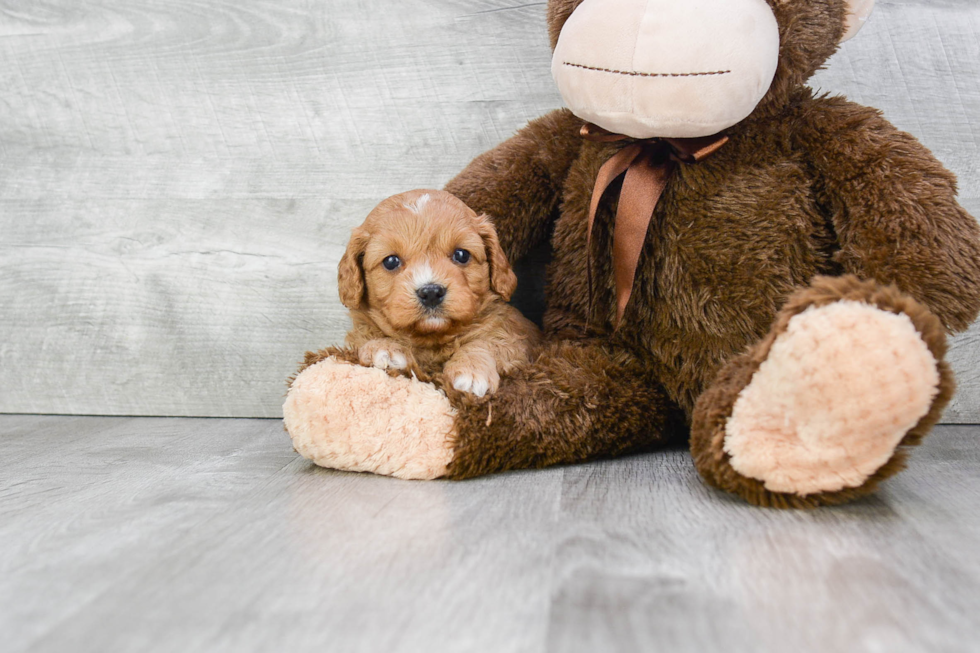 Cavapoo Pup Being Cute