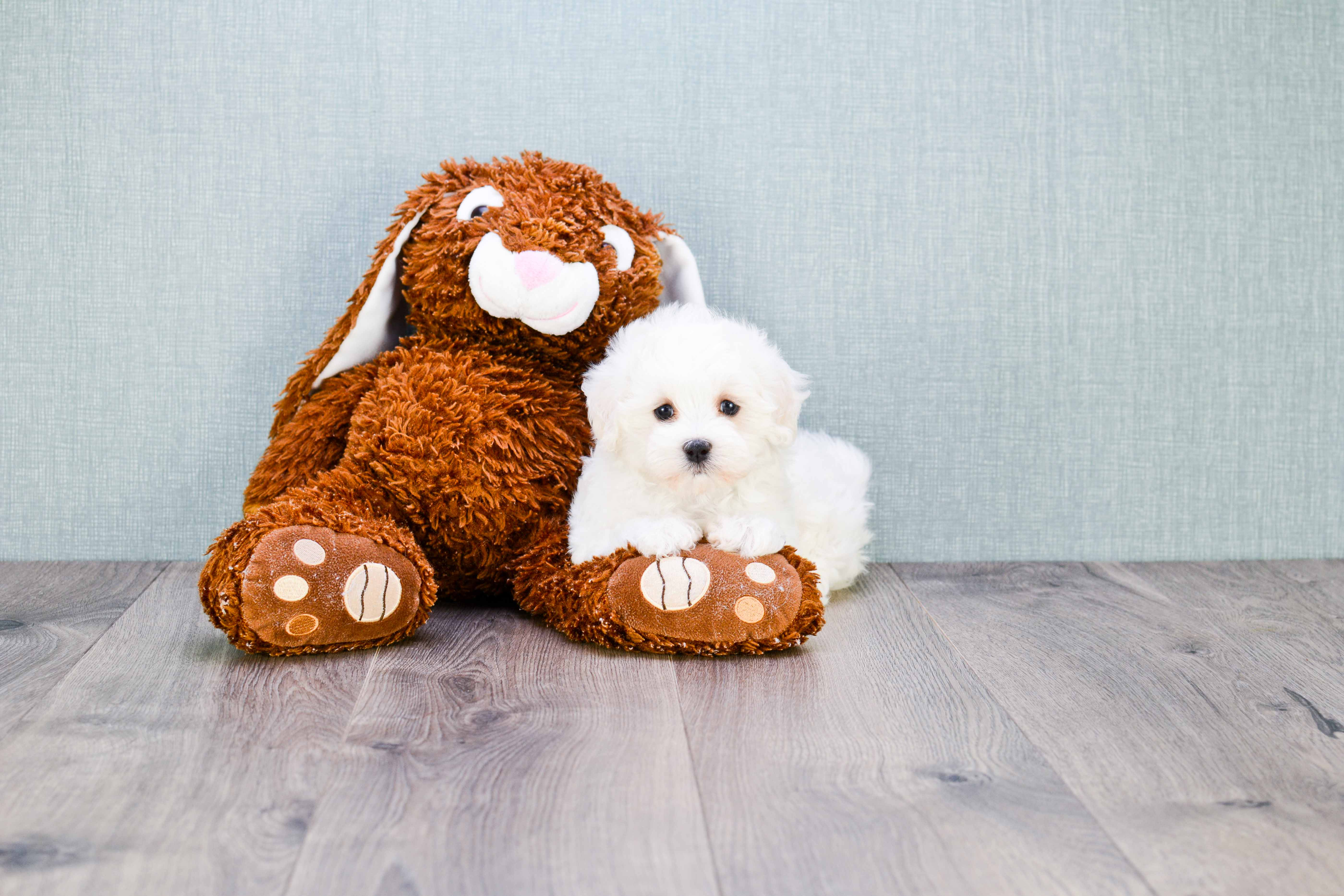 Playful Maltese Poodle Poodle Mix Puppy