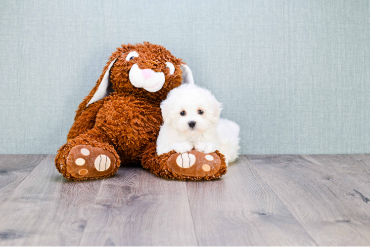 Playful Maltese Poodle Poodle Mix Puppy