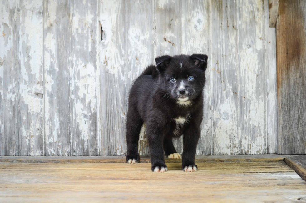 Playful Mini Husky Designer Puppy